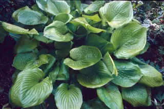 Hosta 'Sum And Substance'