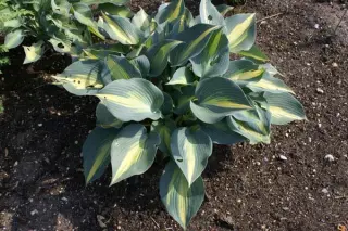 Hosta 'Touch Of Class'