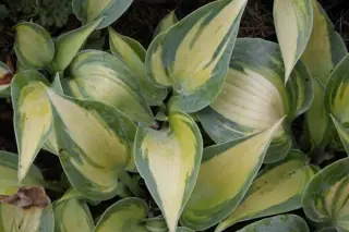 Hosta 'Touch Of Class'