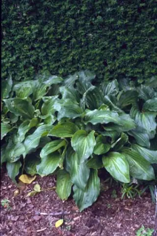 Hosta yingeri