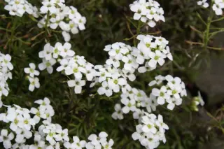 Hutchinsia alpina subsp. alpina (syn. Hornungia alp.)