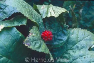 Hydrastis canadensis