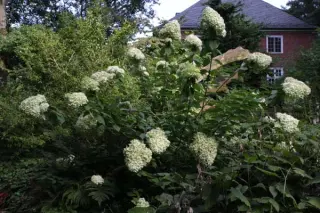 Hydrangea paniculata 'Limelight'