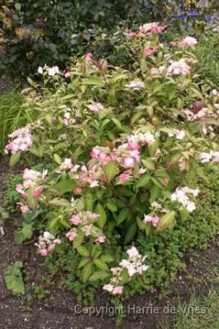 Hydrangea serrata 'Kiyosumi'
