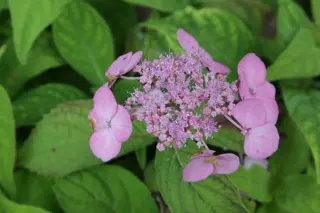 Hydrangea serrata 'Miranda'