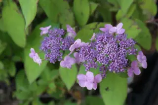 Hydrangea villosa 'Anthony Bullivent'