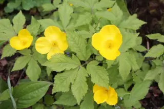 Hylomecon japonicum