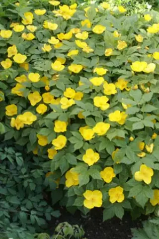 Hylomecon japonicum