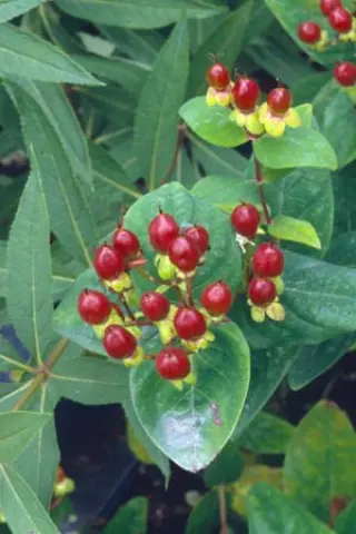 Hypericum andros. 'Autumn Blaze'