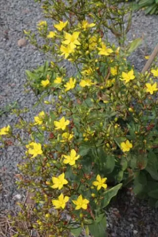 Hypericum atomarium