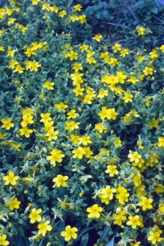 Hypericum cerastioides