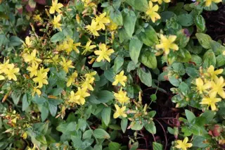 Hypericum delphicum