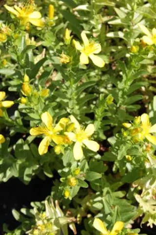 Hypericum linarioides