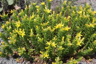 Hypericum linarioides