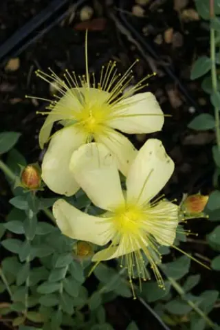 Hypericum olympicum 'Schwefelperle'
