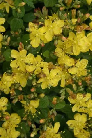 Hypericum origanifolium