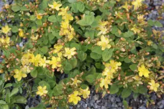 Hypericum origanifolium