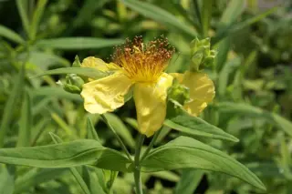 Hypericum przewalskii