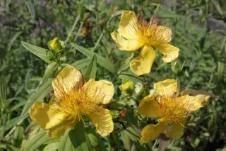 Hypericum przewalskii