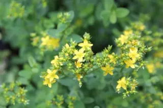 Hypericum richeri