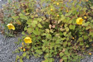 Hypericum sp. (coll. Tibet)