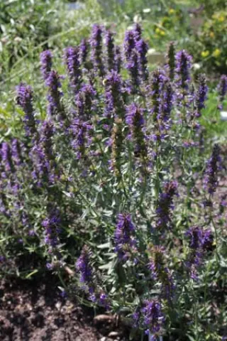 Hyssopus officinalis angustifolius