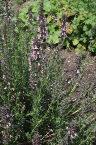Hyssopus officinalis 'Roseus'