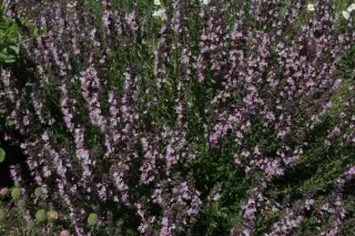 Hyssopus officinalis 'Roseus'