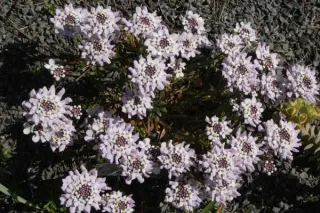 Iberis carnosa (I. attica)