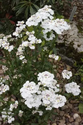 Iberis gibraltarica 'Betty Swainson'