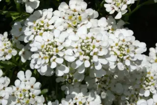 Iberis sempervirens 'Dick Self'