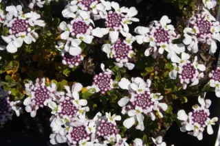 Iberis sempervirens 'Pink Ice'