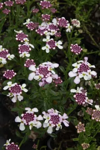 Iberis sempervirens 'Pink Ice'