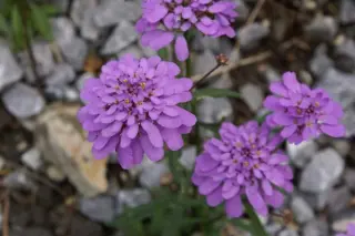 Iberis umbellata