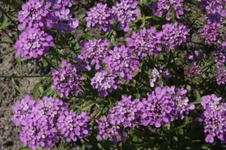 Iberis umbellata