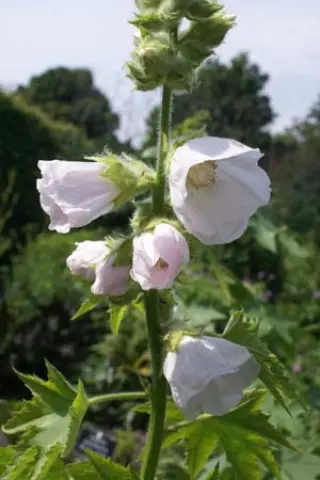 Iliamna grandiflora