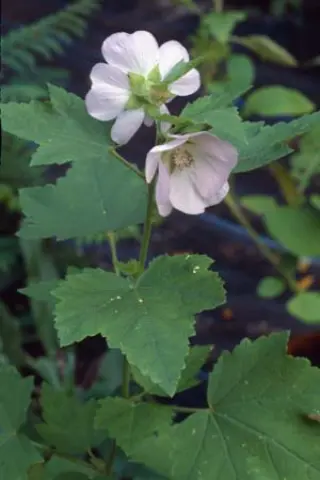 Iliamna remota