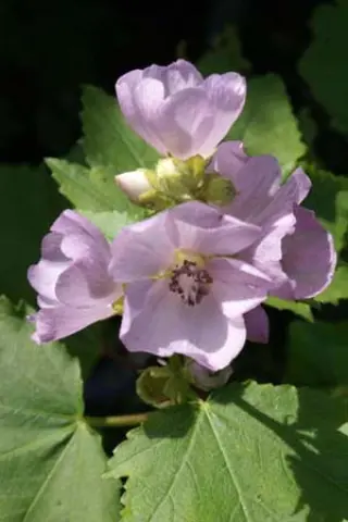 Iliamna rivularis