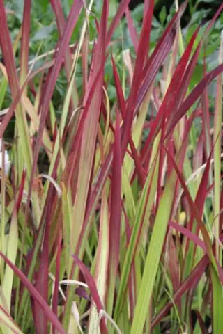 Imperata cylindr. 'Rubra' (Red Baron)