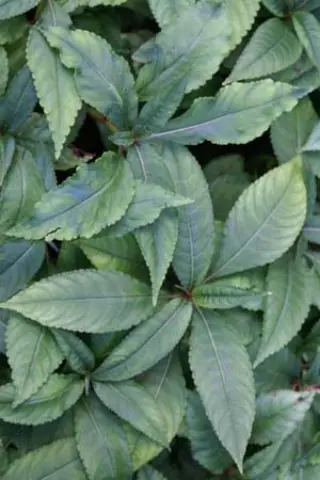 Impatiens omeiana 'Ice Storm'