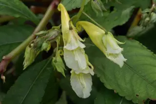 Impatiens omeiana 'Ice Storm'
