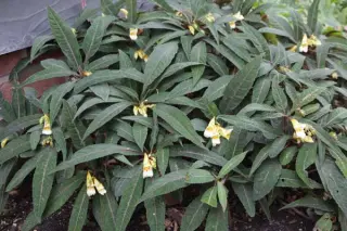Impatiens omeiana 'Sango' (Syn. Pink Nerve)