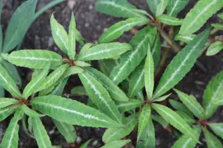 Impatiens omeiana 'Silver Striped'
