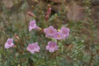 Incarvillea arguta W/O7122