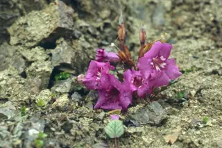 Incarvillea compacta