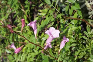 Incarvillea diffusa