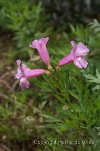 Incarvillea olgae (ex Tadjikistan)