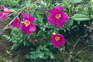 Incarvillea zhongdianensis