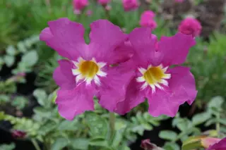 Incarvillea zhongdianensis