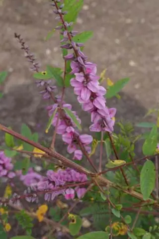 Indigofera 'Claret Cascade'